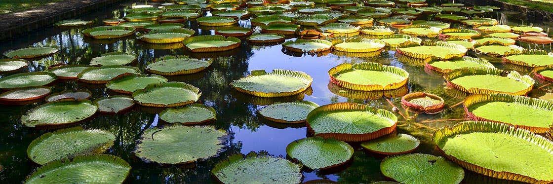 Jardín Botánico de Pamplemousses